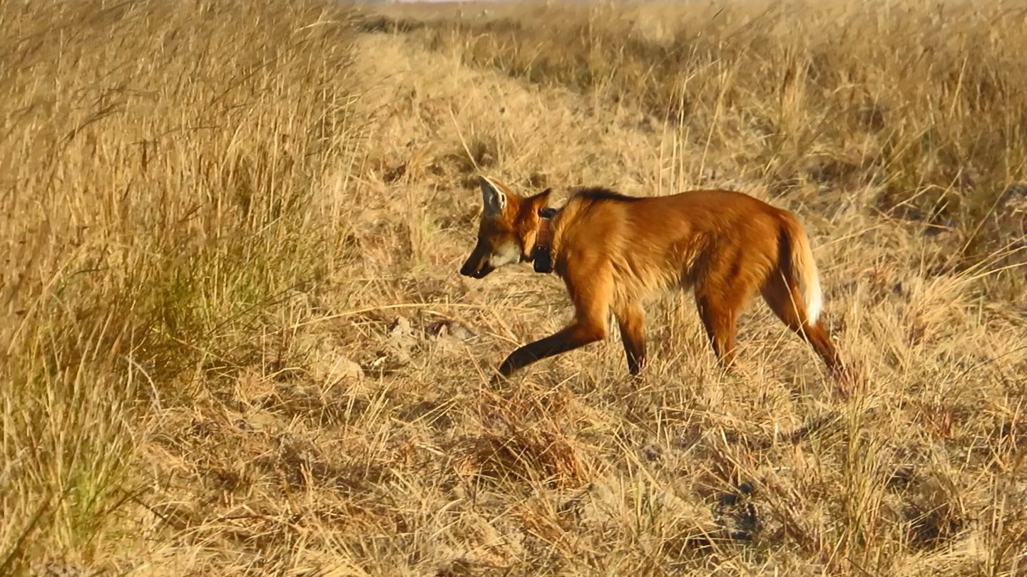 Corrientes Increíble avistaje de una especie en peligro de extinción