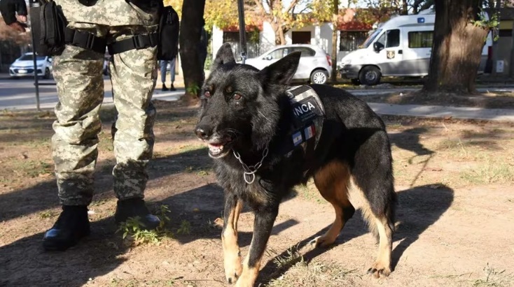 Trabajo cumplido: La perra agente más antigua del Servicio Penitenciario de Córdoba se jubila
