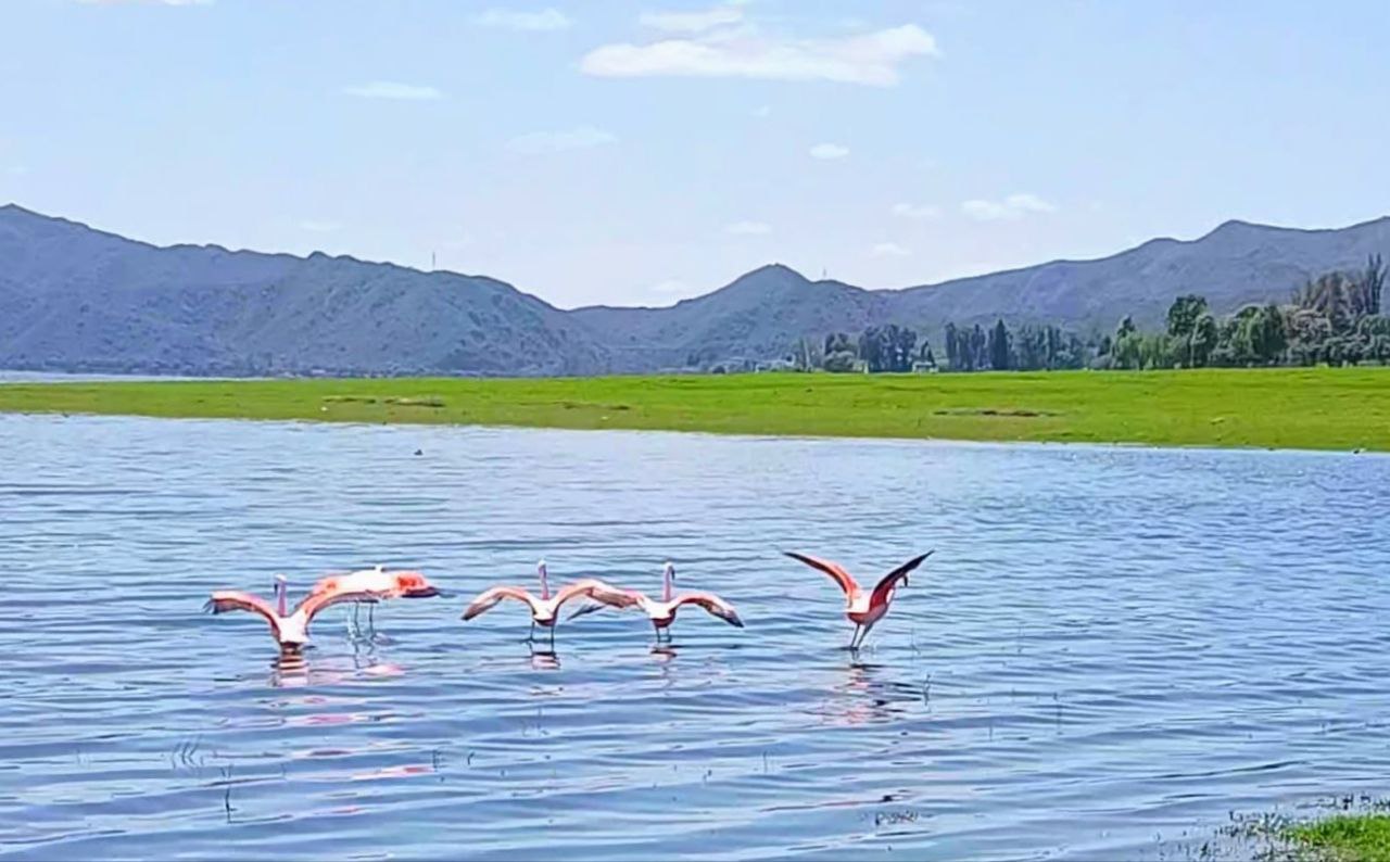 Video: Flamencos rosados sorprendieron este viernes en el Lago San Roque