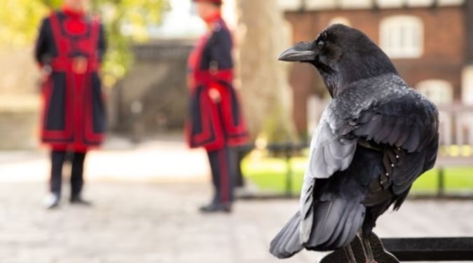 Monarquía Británica en peligro: Murió otro cuervo en la Torre de Londres y presagió un futuro trágico