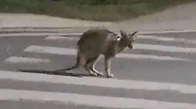 Misterio resuelto: Qué ocurrió con el supuesto “canguro” que deambulaba por las calles de Mendiolaza